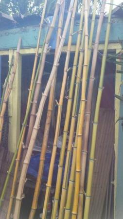 Image 4 of CANESof Bamboo.for staking, screening etc etc
