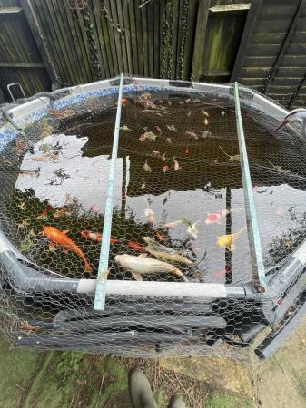 Image 4 of Koi carp fish for sale some over 30cm long