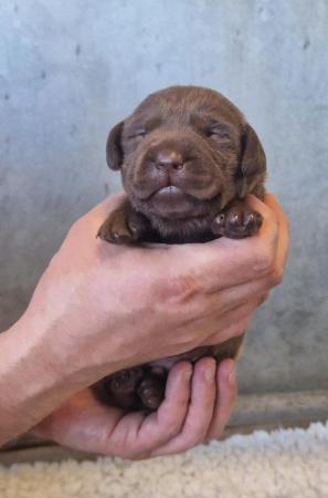 Image 2 of KC Chocolate Labrador puppies Ready October