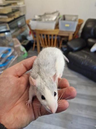 Image 1 of Baby rats for sale!! Various colours