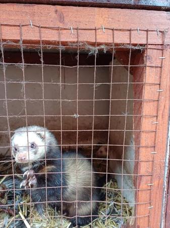 Image 4 of Ferrets , male and female pair