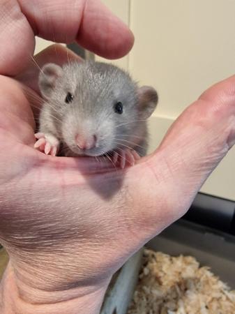 Image 6 of DUMBO RATS 2x Males AVAILABLE!! Cute!!