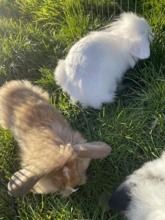 Image 5 of Baby lion lop rabbits for sale