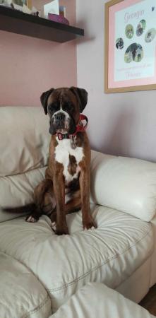Image 3 of Boxer female brindle and white for sale