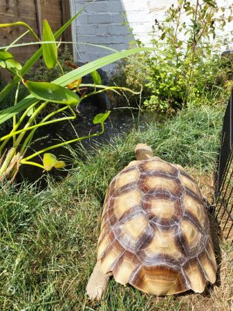 Image 1 of 7 year old male sulcata tortoise
