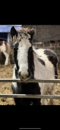 Image 1 of Black & White filly foal. Born 2023