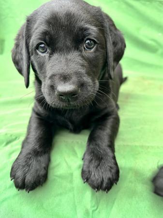 Image 9 of Kc registered Labrador puppies