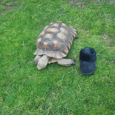 Image 3 of Very large sulcata tortoise