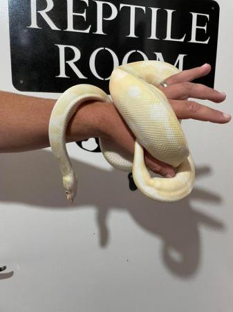 Image 6 of Mix of royal/ball pythons for sale