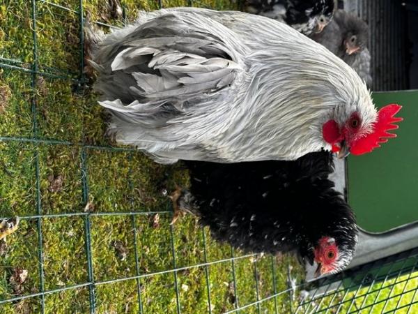 Image 15 of Silkie, aracuana and green egger chicks-also growers