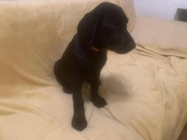 Image 10 of KC Registered Health Tested Parents Labrador Puppies