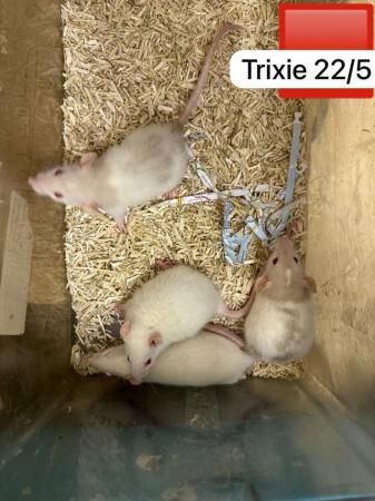 Image 2 of Baby rats ready soon. Males, females, dumbo, top eared