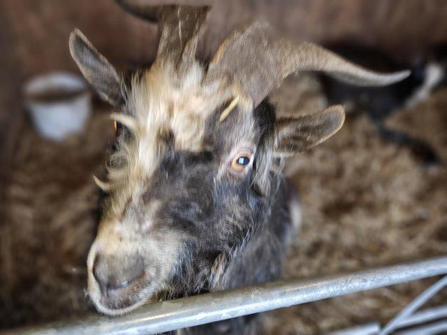 Preview of the first image of Proven Billy Goat for Sale.