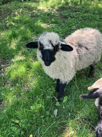 Image 2 of Valais Blacknose wethers for sale