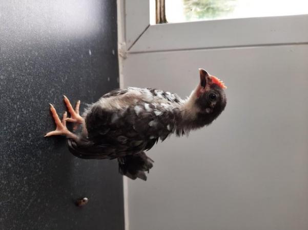 Image 3 of SERAMA CHICKEN CHICKS & MIXED BREED CHICKS FOR SALE