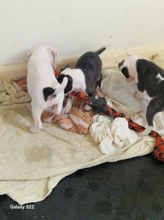 Image 7 of 10 week old Staffordshire bull terrier puppies