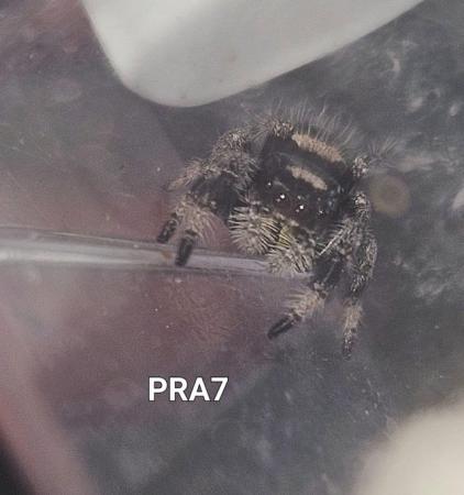 Image 4 of Jumping spiders phidippus Regius apalachicola and Soroa !!