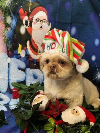 Image 1 of **** IMPERIAL SHIHTZU FOR STUD ****