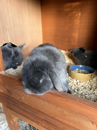 Image 4 of Gorgeous blue mini lop babies ready 6th May
