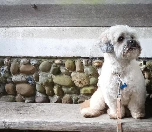 Image 1 of Shorkie male.looking for Shorkie/Shih Tzu f to mate with