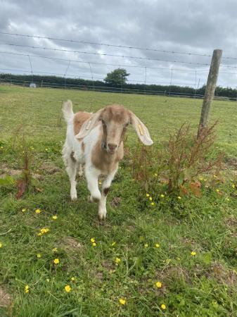 Image 1 of Two absolutely lovely wethers looking for new pet home.