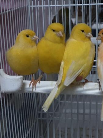 Image 1 of Canaries for sale in different colours