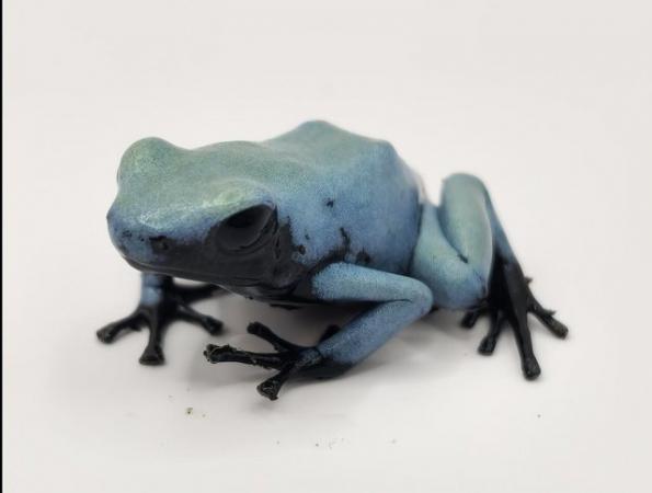 Image 3 of Blue Splashback Dart Frogs