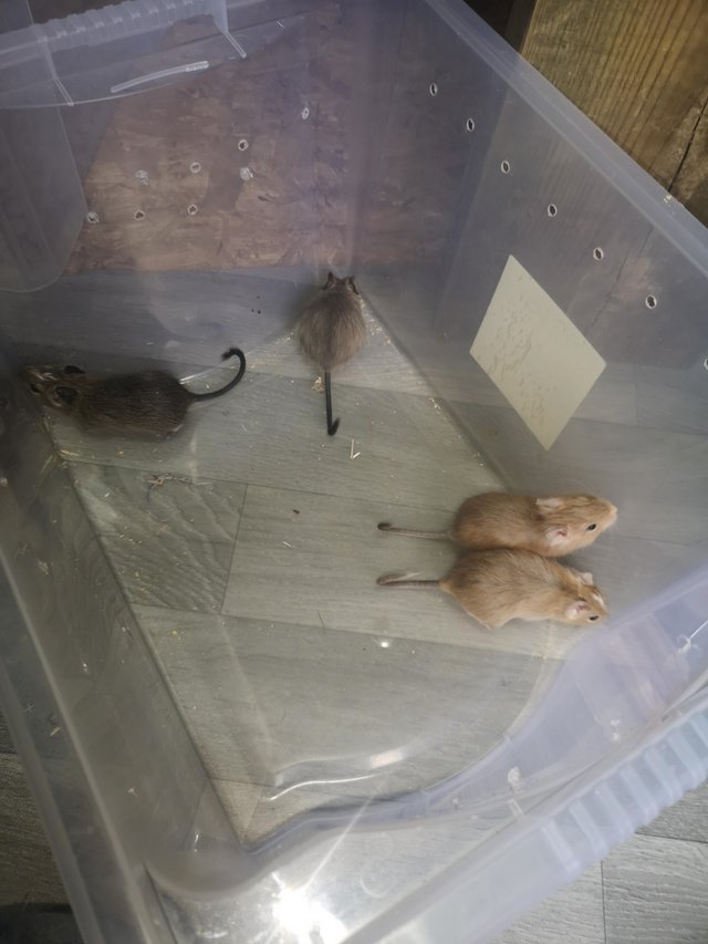 Preview of the first image of Degu babies ready for new homes.