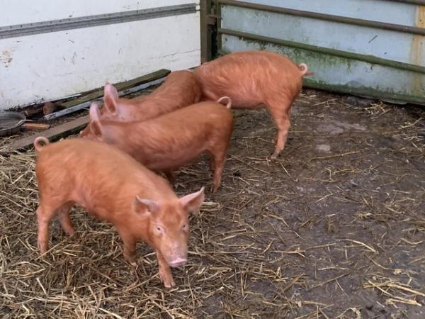 Image 1 of Tamworth Pigs for sale. Weaners and stores