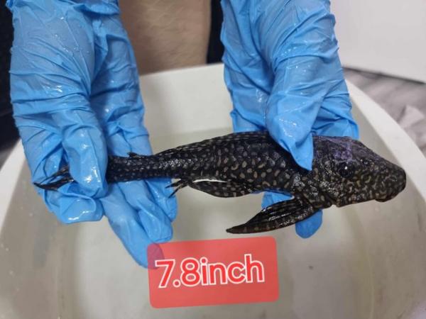 Image 4 of Leopard sail fin pleco for rehoming