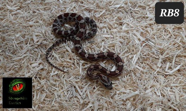Image 6 of Rare strawberry cream, rootbeer and stripe corn snakes