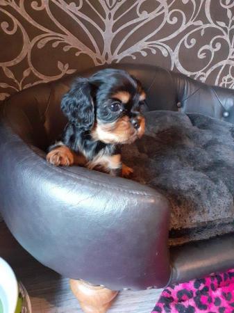 Image 3 of Fully Health Tested Litter of Cavalier Puppies