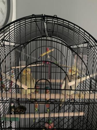 Image 2 of A pair of 2 year old cockatiels with cage + carrier