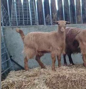 Image 2 of Young Golden Guernsey Females