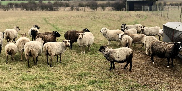 Image 4 of Registered Shetland Ewes RESERVED