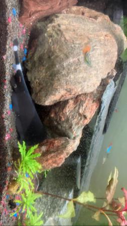 Image 1 of Black Ghost knife fish for sale