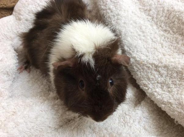 Image 2 of 4 female guineas available