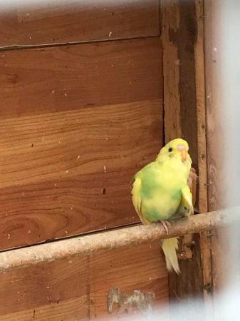 Image 6 of Budgies for sale - Variety of Colors and mutations