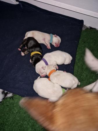 Image 3 of 2 week old chihuahua x Jack Russell puppies.