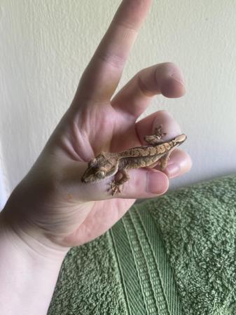 Image 4 of Extreme Harlequin Baby Crested Gecko - High End