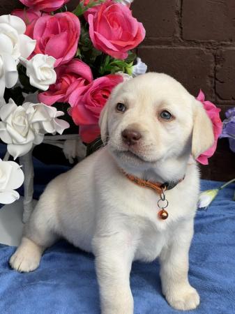 Image 3 of Adorable Labrador puppies  pure white