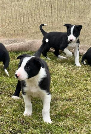 Image 26 of READY NOW One border collie girl puppy !!!