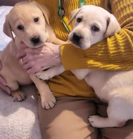 Image 7 of Beautiful Labrador puppies looking for forever homes