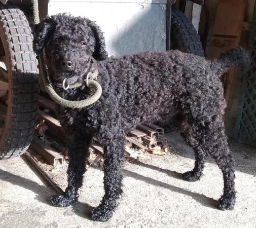 Image 2 of Toy Poodle Stud Dog - 4 year old proven stud