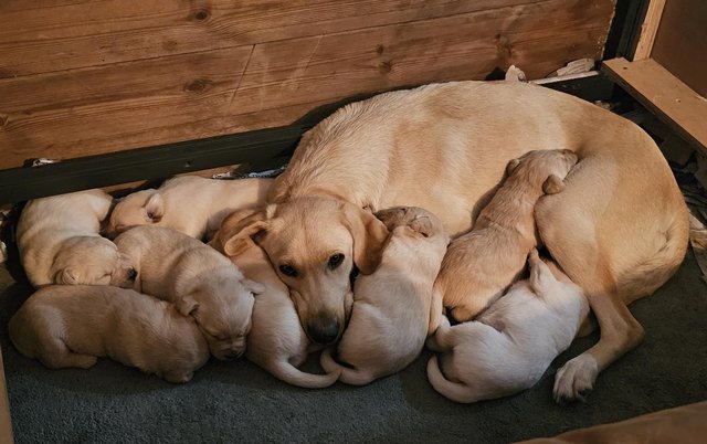 Image 8 of Beautiful pedigree Labrador puppies, raised in the home.