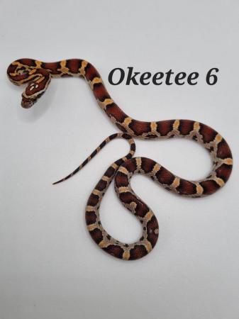 Image 5 of Okeetee het amel corn snakes ready now