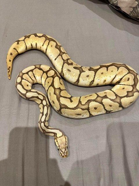 Preview of the first image of ball python Orange Dream Yellow Belly Spider Adult Female.