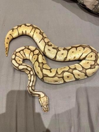 Image 1 of ball python Orange Dream Yellow Belly Spider Adult Female