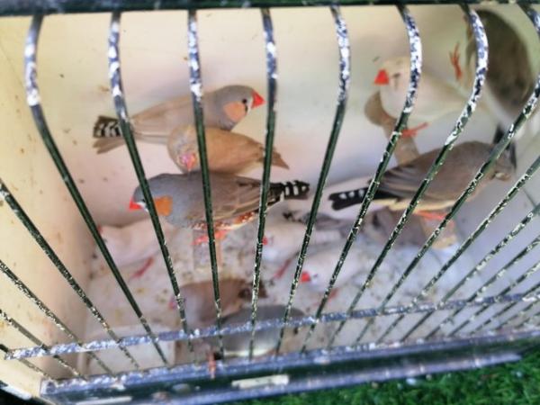 Image 2 of Zebra finches both sexes