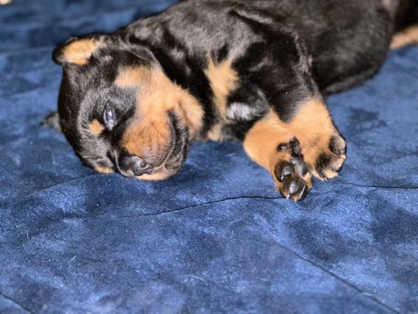 Image 3 of Rottweiler puppy available 14th may 1 chunky girl